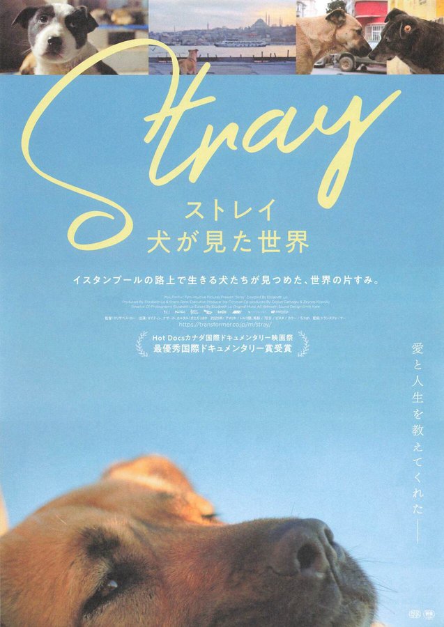 Stray (2020) original Japanese theatrical chirashi flyer