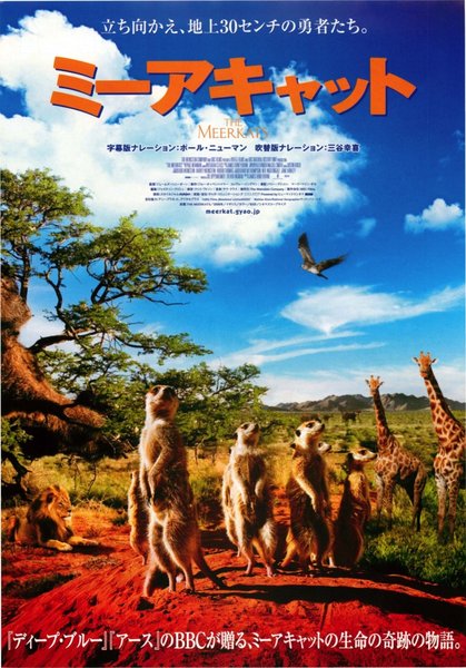 THE MEERKATS (2008) original Japanese theatrical chirashi flyer